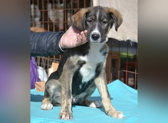 Vito - sanfter Traumhund in 54534 Karl