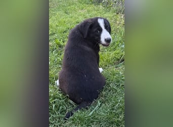 Sahir - offen, verspielt und neugierig