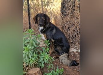 Mowgli auf der Suche nach Liebe und Frieden