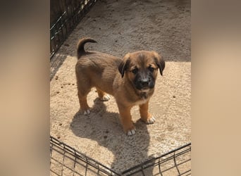 Faye - kleine Hummel sucht ihr Zuhause
