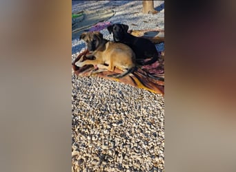 Cleo - süß kann ich!