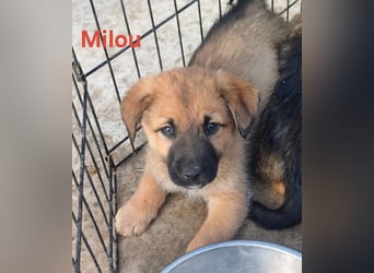 Milou - freut sich auf das Abenteuer Familie