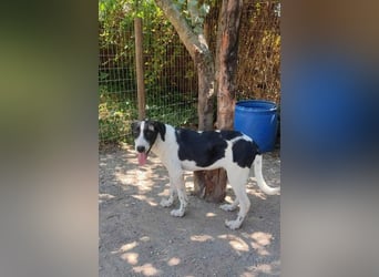 Charis AF - tut sich schwer mit neuen Menschen