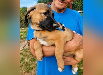 Faye - Kuschelpartner gesucht!