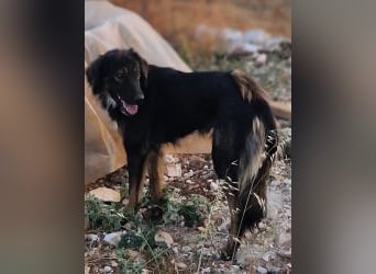 Mowgli auf der Suche nach Liebe und Frieden