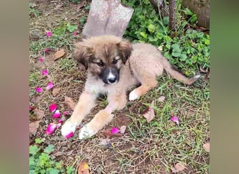 Teddy - Bärchen sucht Körbchen