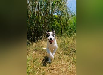 Argos - Kuscheln? Ich komme sofort!!!