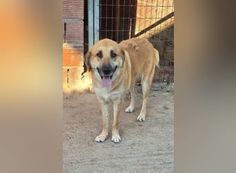 Ginger - der Schmusebär wartet schon so lange