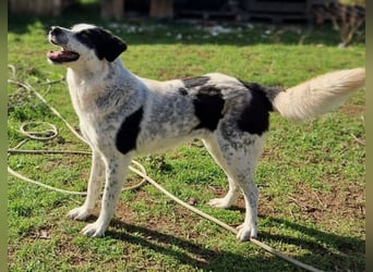Silvus - toller Rüde tritt heraus aus dem Schatten seiner Schwester