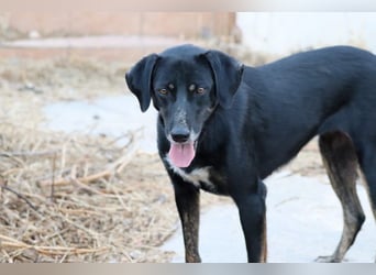Ellie - unermüdliche Mama auf der Suche nach Schutz