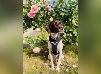 Lottie - Wirbelwind sucht Neustart