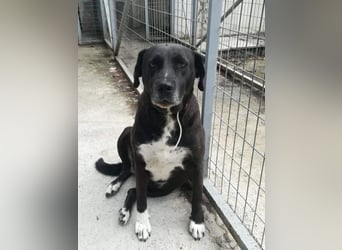 Naomi Marie - sicherer Hafen für den Lebensabend gesucht