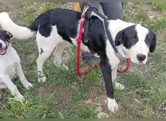 Swazi - toller Hund mit Überraschungseffekt