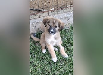 Teddy - Bärchen sucht Körbchen