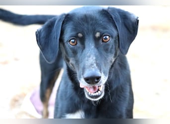 Ellie - unermüdliche Mama auf der Suche nach Schutz