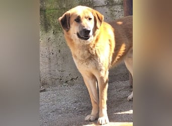 Ginger - der Schmusebär wartet schon so lange