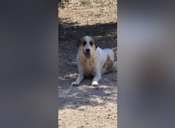 Alma Bella - sanfte Hündin auf dem Weg zum Vertrauen