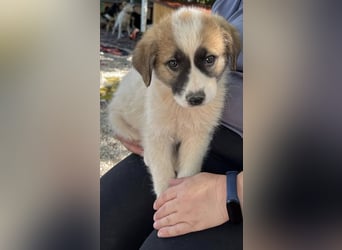 Fifi sucht Geborgenheit