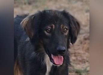 Mowgli auf der Suche nach Liebe und Frieden