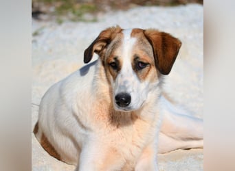 Alma Bella - sanfte Hündin auf dem Weg zum Vertrauen