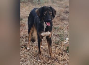 Mowgli auf der Suche nach Liebe und Frieden