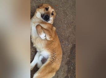 Ginger - der Schmusebär wartet schon so lange