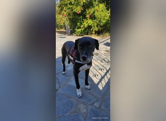 Naomi Marie - sicherer Hafen für den Lebensabend gesucht