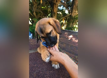 Faye - Kuschelpartner gesucht!