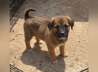 Faye - kleine Hummel sucht ihr Zuhause