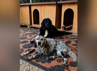 Phoebus - bitte im Doppelpack mit Robin