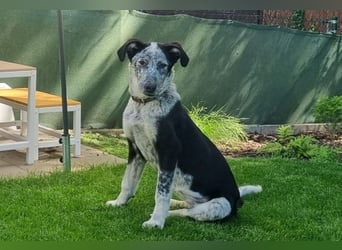 Daizy - wartet in 65812 Bad Soden auf Ihren Besuch!