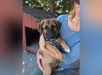 Faye - Kuschelpartner gesucht!
