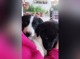 Charis AF - tut sich schwer mit neuen Menschen