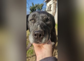Naomi Marie - sicherer Hafen für den Lebensabend gesucht