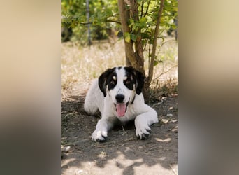 Argos - Kuscheln? Ich komme sofort!!!