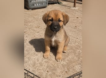 Milou - klein, süß und voller Hoffnung