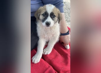 Fifi sucht Geborgenheit