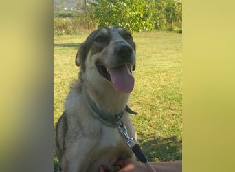 Olive - eine echte Traumhündin, ein wahres Juwel!