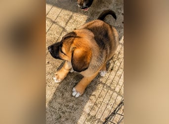 Faye - kleine Hummel sucht ihr Zuhause
