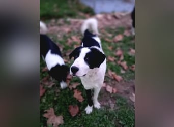 Swazi - toller Hund mit Überraschungseffekt