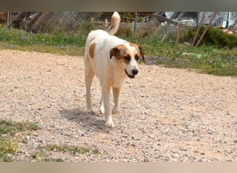 Alma Bella - sanfte Hündin auf dem Weg zum Vertrauen