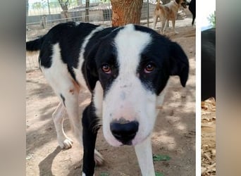 Swazi - toller Hund mit Überraschungseffekt