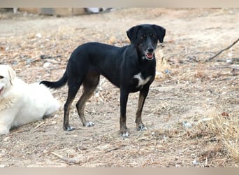 Ellie - unermüdliche Mama auf der Suche nach Schutz