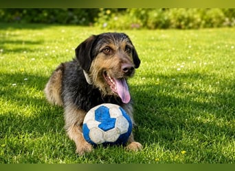 Kiba - ein starker Kerl, der Sicherheit sucht