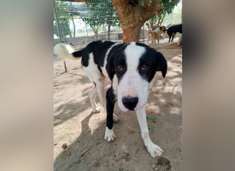 Swazi - toller Hund mit Überraschungseffekt