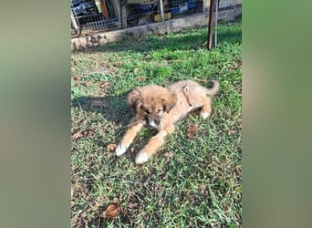 Teddy - Bärchen sucht Körbchen