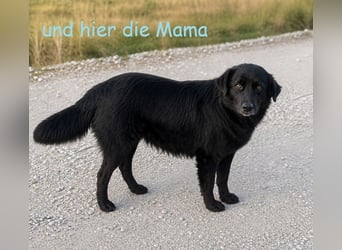 Sachi, das Glückskind
