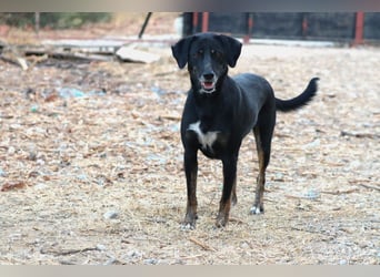 Ellie - unermüdliche Mama auf der Suche nach Schutz
