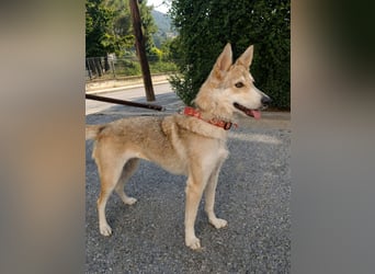 Betty - kennt das Leben im Haus und mit Kindern