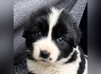 Chloe P - tapfere kleine Kämpferin aus dem Müllcontainer